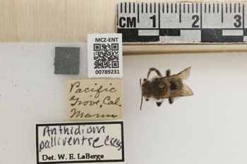 Media type: image;   Entomology 789231 Aspect: Labels